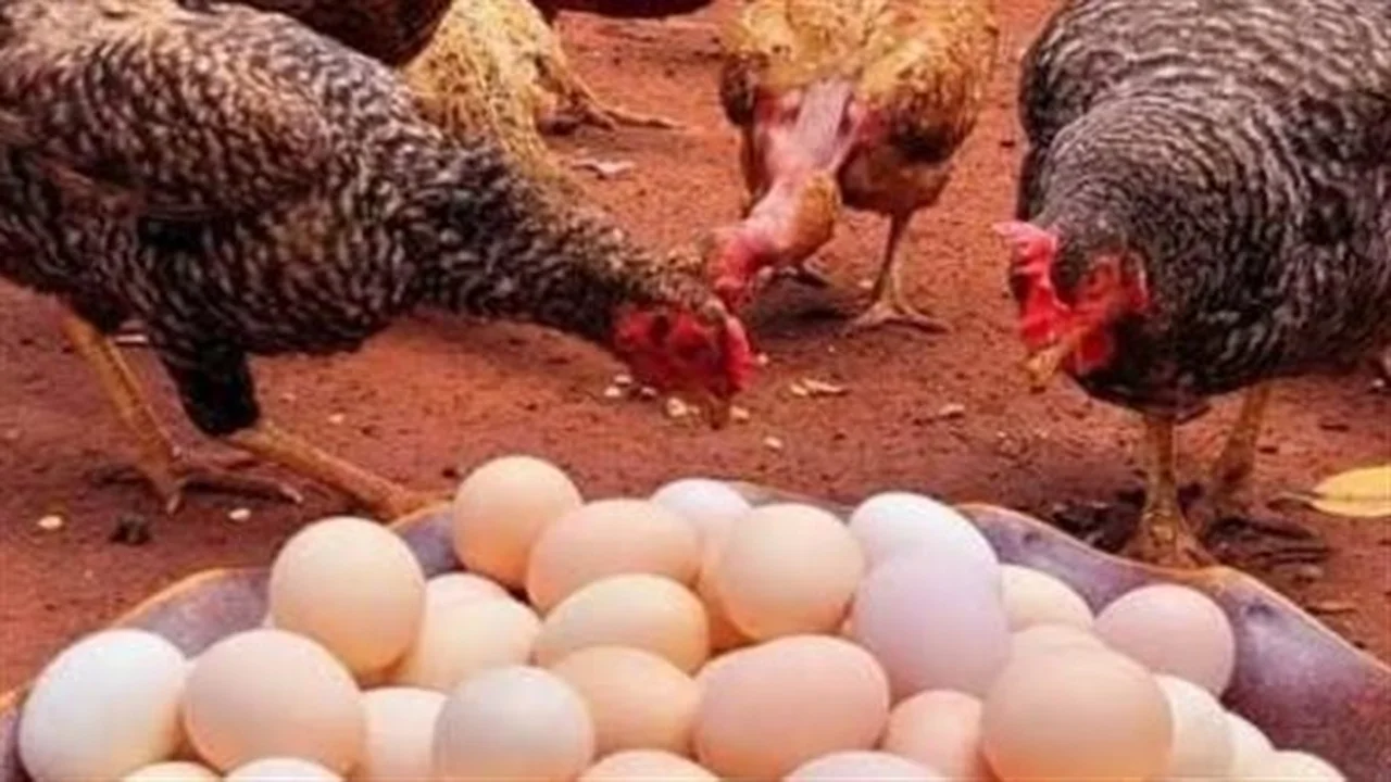أسعار الفراخ والبيض.. تحديث السوق المصري اليوم
